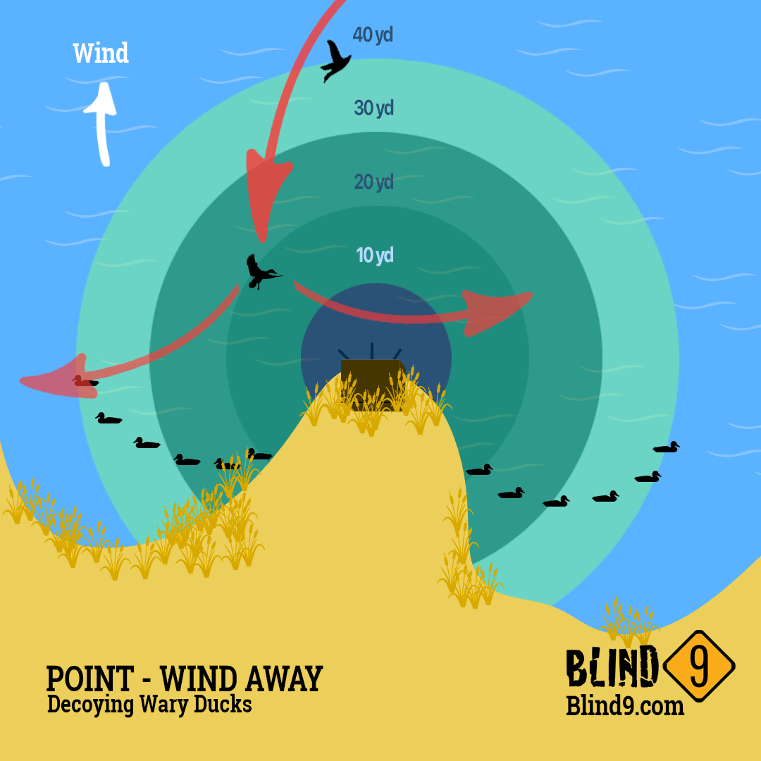 Point with Wind Away Decoy Spread for Wary Ducks